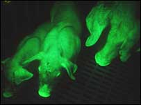 glowing green pigs