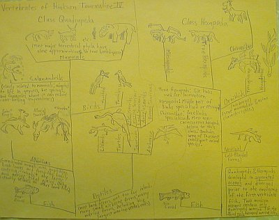 vertebrates of hinkson tourmaline iv